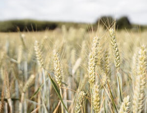 斯洛伐克队决心晋级，意大利梅拉诺等你来赞