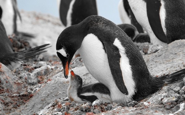 南极洲球队击败对手，晋级南极锦标决赛的简单介绍